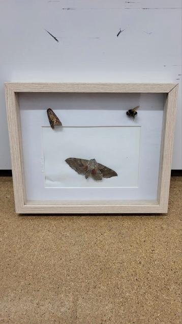 Vlinderlijst met populierenpijlstaart beschikbaar voor biedingen