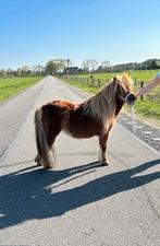 Shetlandmerrie te koop, Dieren en Toebehoren, Pony's, Merrie, Niet van toepassing, 3 tot 6 jaar, Recreatiepony