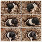 Koningspoedel pups, Dieren en Toebehoren, Poedel, CDV (hondenziekte), 8 tot 15 weken, Meerdere