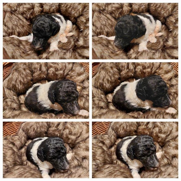 Koningspoedel pups, Dieren en Toebehoren, Honden | Chihuahua's en Gezelschapshonden, Meerdere dieren, Poedel, Particulier, Meerdere