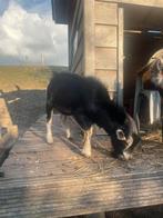 Mooi gebouwd dwergbokje., Dieren en Toebehoren, Schapen, Geiten en Varkens, Mannelijk, Geit