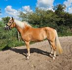 Luxe haflinger merrie,  7 jaar, Dieren en Toebehoren, Paarden, Merrie