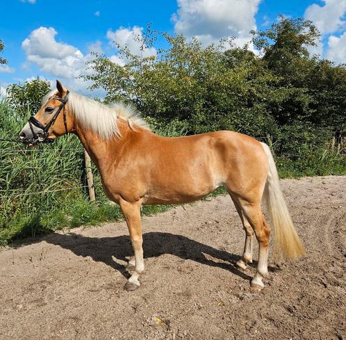 Luxe haflinger merrie,  7 jaar, Dieren en Toebehoren, Paarden, Merrie