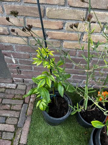 Vlier Sambucus nigra ‘Purpurea’ beschikbaar voor biedingen