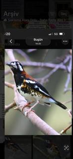 Kastanjerug lijter pop van 2025, Vrouwelijk, Geringd