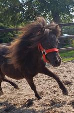 Super mooi jaarling mini paardje, Dieren en Toebehoren, Pony's, Merrie, A pony (tot 1.17m), Recreatiepony, 0 tot 2 jaar