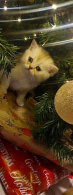 Britse korthaar kittens, Dieren en Toebehoren, Katten en Kittens | Raskatten | Korthaar, Meerdere dieren, Ontwormd