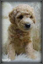 Labradoodle medium pups, Dieren en Toebehoren, Nederland, Overige rassen, 8 tot 15 weken, CDV (hondenziekte)