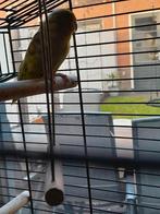 Koppel Forpus / muspapegaai, Meerdere dieren, Dwergpapegaai of Agapornis, Geringd