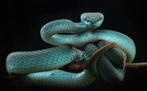 Groot schilderij Snake van MondiArt, Ophalen, Gebruikt, 125 cm of meer, Schilderij