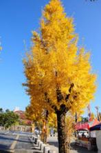 Prachtige Ginkgo Japanse notenboom Een levende oerboom, In pot, Minder dan 100 cm, Lente, Overige soorten