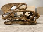 Replica proceratosaurus schedel / dinosaurus, Verzamelen, Mineralen en Fossielen, Ophalen of Verzenden