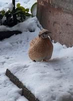 Gezocht: kwartel haantje mannetje, Dieren en Toebehoren, Mannelijk, Overige soorten