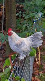 Sabelpoot hanen, Dieren en Toebehoren, Pluimvee, Mannelijk, Kip