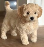 Maltipoo pup, Particulier, Rabiës (hondsdolheid), 15 weken tot 1 jaar, Buitenland
