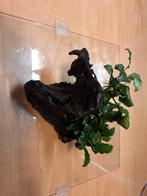 Mooie stuk kienhout met anubias., Ophalen, Plant(en), Steen of Hout