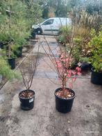 Lagerstroemia indica, Ophalen, Minder dan 100 cm