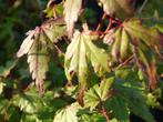 japanse esdoorn  groen (acer palmatum) 180-200 cm, Tuin en Terras, Planten | Bomen, Overige soorten, 100 tot 250 cm, Zomer, Ophalen