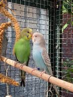 Net uitgevlogen jonge parkieten, Dieren en Toebehoren, Meerdere dieren, Parkiet, Tam