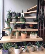 Vintage luxe jaren’50 terracotta bloempotten diverse, Binnen, Ophalen of Verzenden, Zo goed als nieuw, Overige vormen