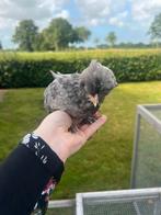 Leuke padua hanen!, Dieren en Toebehoren, Pluimvee, Geslacht onbekend, Kip