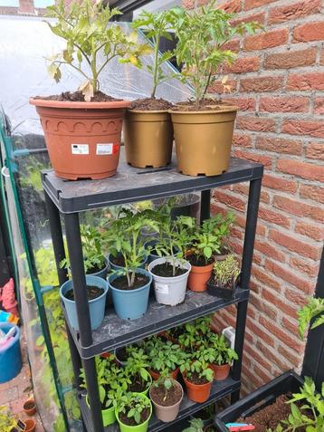Diverse groentenplantjes beschikbaar voor biedingen