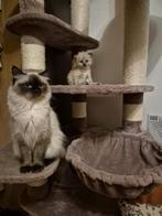 Ragdoll kitten en moeder met stamboom, Dieren en Toebehoren, Katten en Kittens | Raskatten | Langhaar, Kater, Gechipt, 0 tot 2 jaar