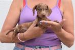 Teckel pups beschikbaar, Dieren en Toebehoren, Honden | Teckels en Dashonden, België, Rabiës (hondsdolheid), 8 tot 15 weken, Korthaar