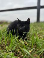 1 kitten beschikbaar, Meerdere dieren, Kortharig, 0 tot 2 jaar