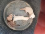 fretten pups super klein micro ., Dieren en Toebehoren, Meerdere dieren, Muis, Na 1 juli 2024