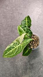 Syngonium Batik Variegata #4, Huis en Inrichting, Kamerplanten, Ophalen of Verzenden, Overige soorten, Minder dan 100 cm