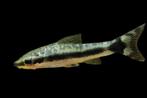 Weer binnen!!! Otocinclus Arnoldi Large!!!, Vis, Zoetwatervis