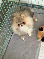 Mooi pomeranian teefje, Dieren en Toebehoren, Parvo, Particulier, Overige rassen, 8 tot 15 weken