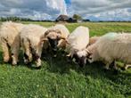 Walliser schwarznase schapen, Dieren en Toebehoren, Meerdere dieren, Schaap