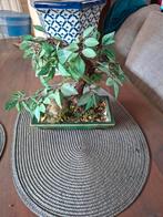 Vintage bonsai (kunststof), Ophalen of Verzenden
