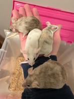 5 dames muisjes, Augustus, Muis, Vrouwelijk, Tam