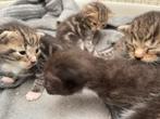 Brits kruising kittens, Dieren en Toebehoren, Katten en Kittens | Overige Katten, Meerdere dieren, Kortharig, 0 tot 2 jaar
