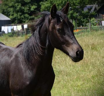 Prachtige unieke verschijning Appaloosa x Fries x Rijpaard beschikbaar voor biedingen