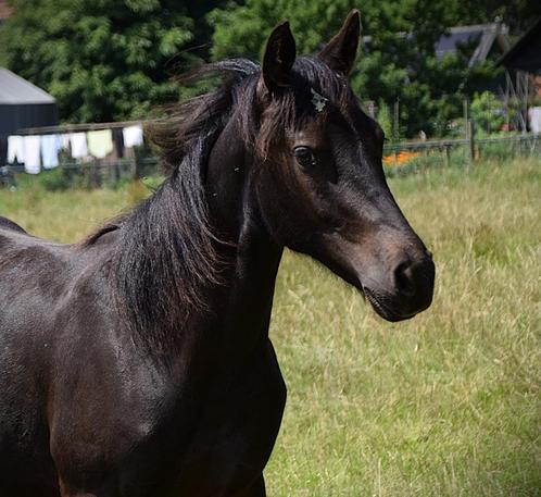 Prachtige unieke verschijning Appaloosa x Fries x Rijpaard, Dieren en Toebehoren, Paarden, Hengst, 160 tot 165 cm, 0 tot 2 jaar