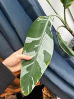 Bonte bananenplant musa variegata aeae, Ophalen, Overige soorten, Volle zon, Minder dan 100 cm