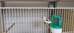 Majoor putter pop bonte witkeel, Dieren en Toebehoren, Vogels | Overige Vogels, Vrouwelijk, Wildzangvogel, Geringd