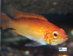 Apistogramma agassizi "Fire Red", Vis, Zoetwatervis