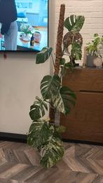 Monstera Deliciosa Thai constellation, Ophalen, 100 tot 150 cm, Overige soorten, Halfschaduw