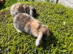 Jonge Dwerghangoor Konijntjes, Dieren en Toebehoren, Meerdere dieren, Dwerg, Hangoor