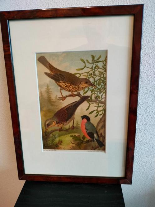 Chromolitho Litho A. Haase Praag Vogels Vogel Birds 1888, Antiek en Kunst, Kunst | Litho's en Zeefdrukken, Ophalen of Verzenden
