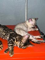 Bijzonder mooi bengaal bengaalse kittens, Dieren en Toebehoren, Katten en Kittens | Raskatten | Korthaar, Kater, 0 tot 2 jaar