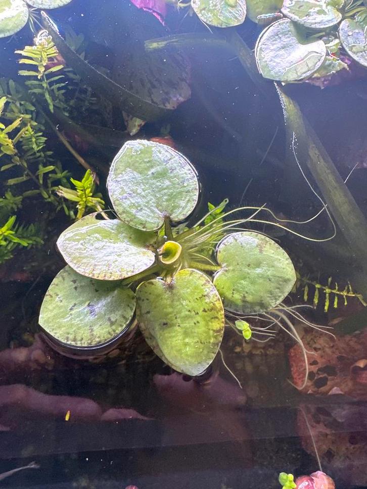 Drijfplantje, Dieren en Toebehoren, Vissen | Aquariumvissen, Vis