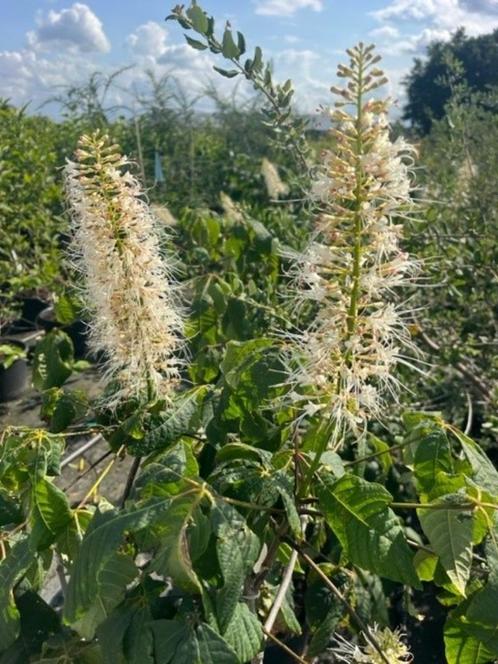 Dwerg kastanje, Aesculus parviflora, Tuin en Terras, Planten | Tuinplanten, Overige soorten, Halfschaduw, Zomer, Ophalen