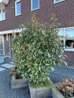 Boom uit voortuin:Photinia fraseri ´Red Robin´ (glansmispel), Tuin en Terras, Planten | Bomen, Ophalen, Halfschaduw, 100 tot 250 cm