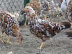 laatste hennen leghorn porselein, Dieren en Toebehoren, Pluimvee, Vrouwelijk, Kip